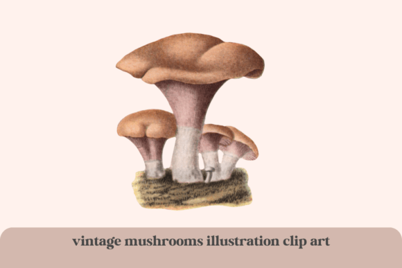 Download Vintage Clip Art Mushrooms Illustration - Illustration Collection